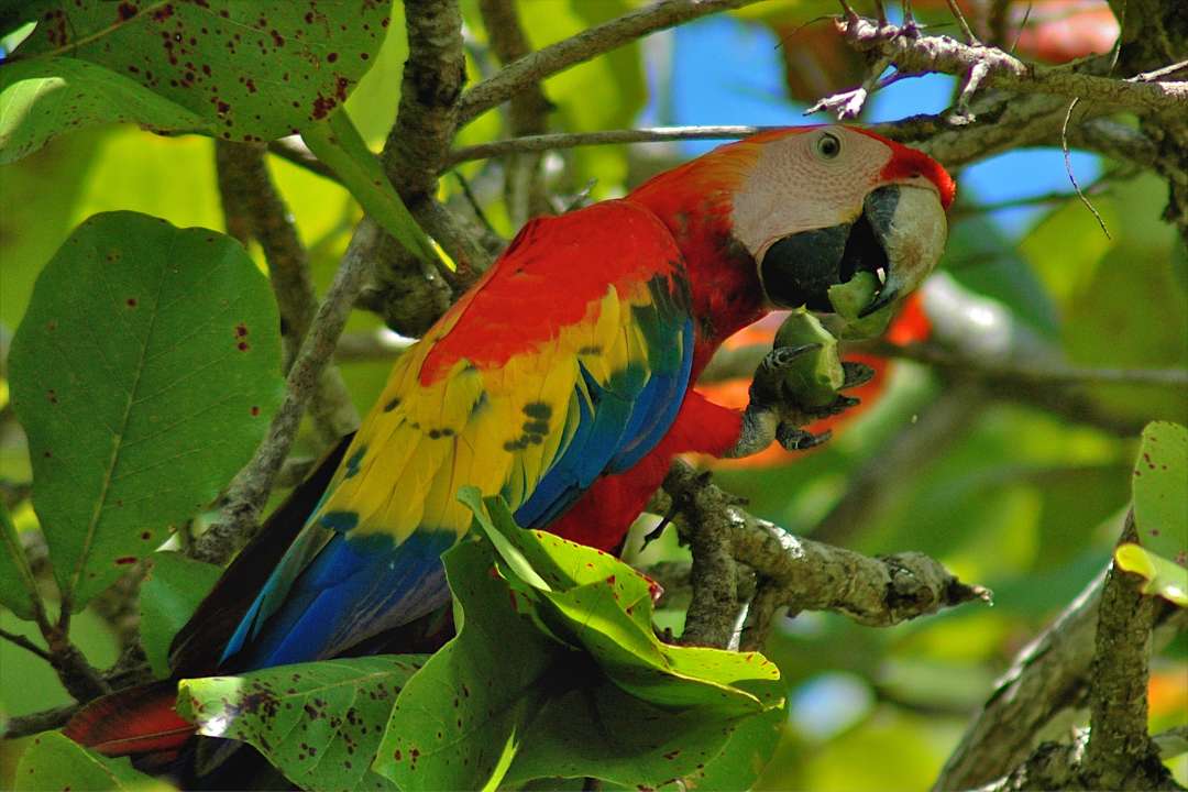 Macaw Birds in Samara Costa Rica