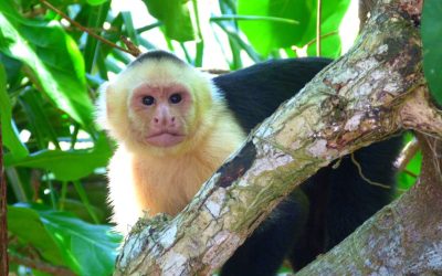 Why You Should Visit Samara Costa Rica